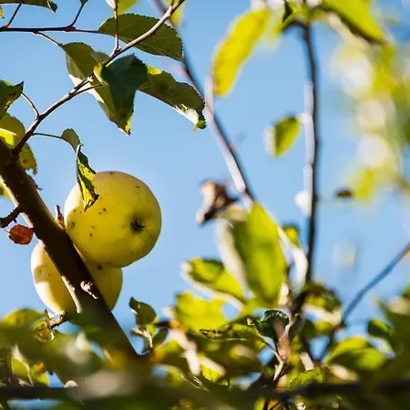 Hofer Stubn 3* Kolsassberg